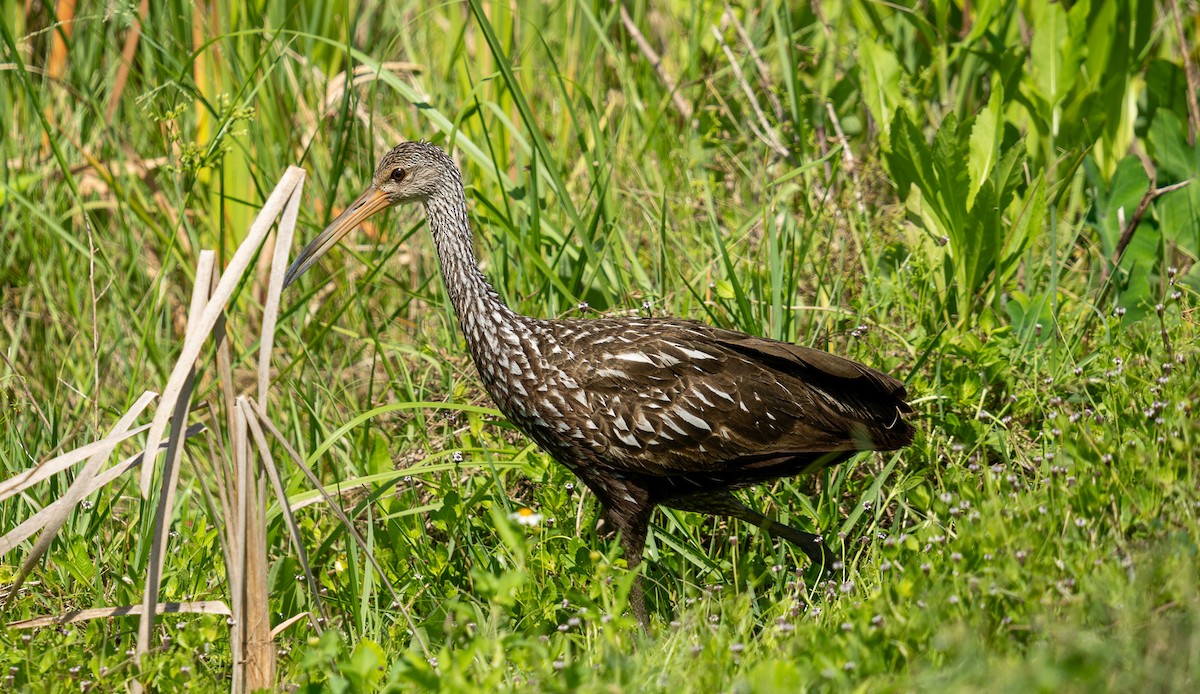 Limpkin - ML636630272