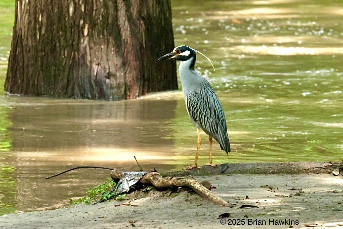Yellow-crowned Night Heron - ML636630319