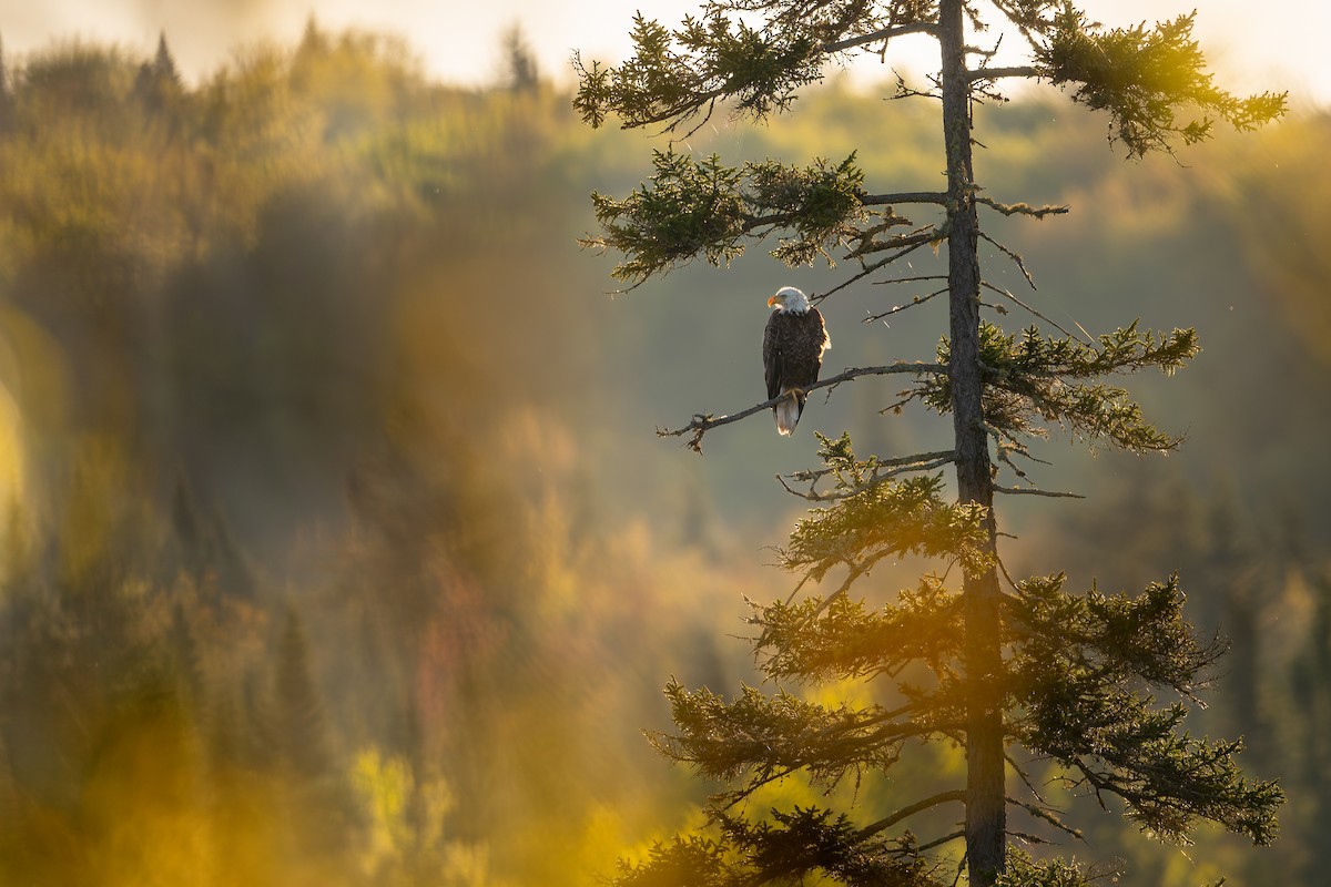 Bald Eagle - ML636630321