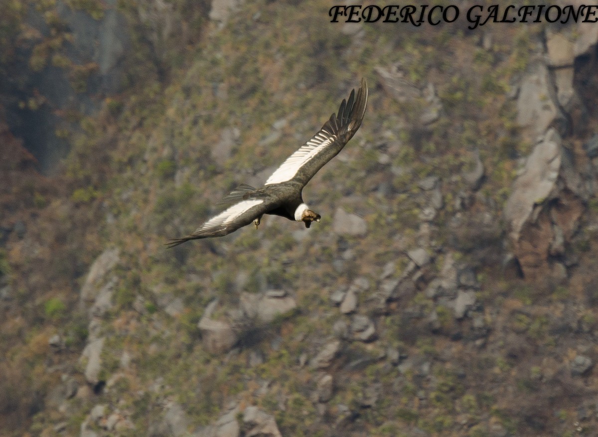 Cóndor Andino - ML636630365