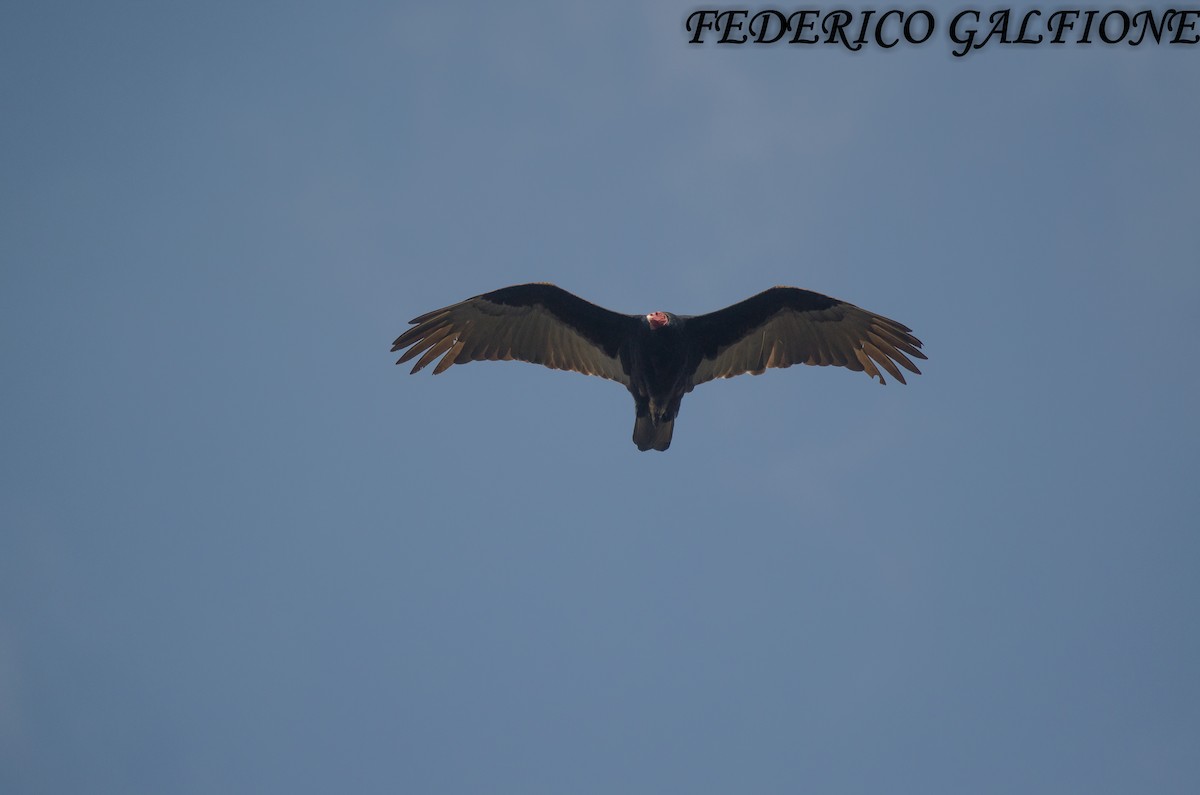 Aura Gallipavo - ML636630374