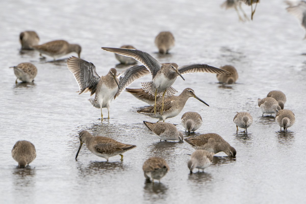 Short-billed Dowitcher - ML636630393