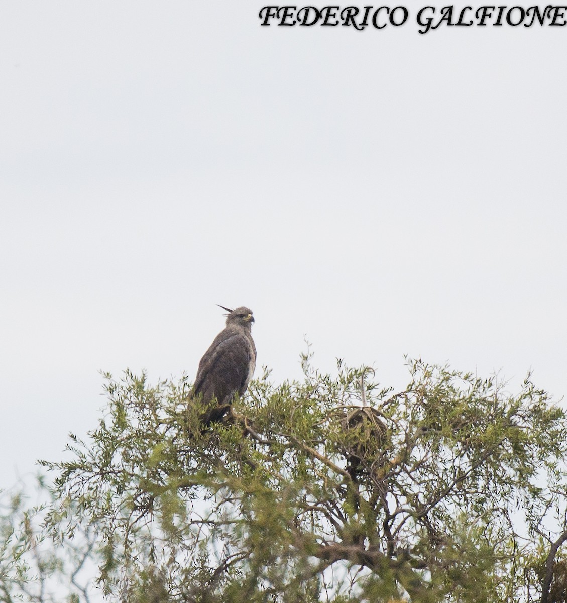 Chaco Eagle - ML636630397