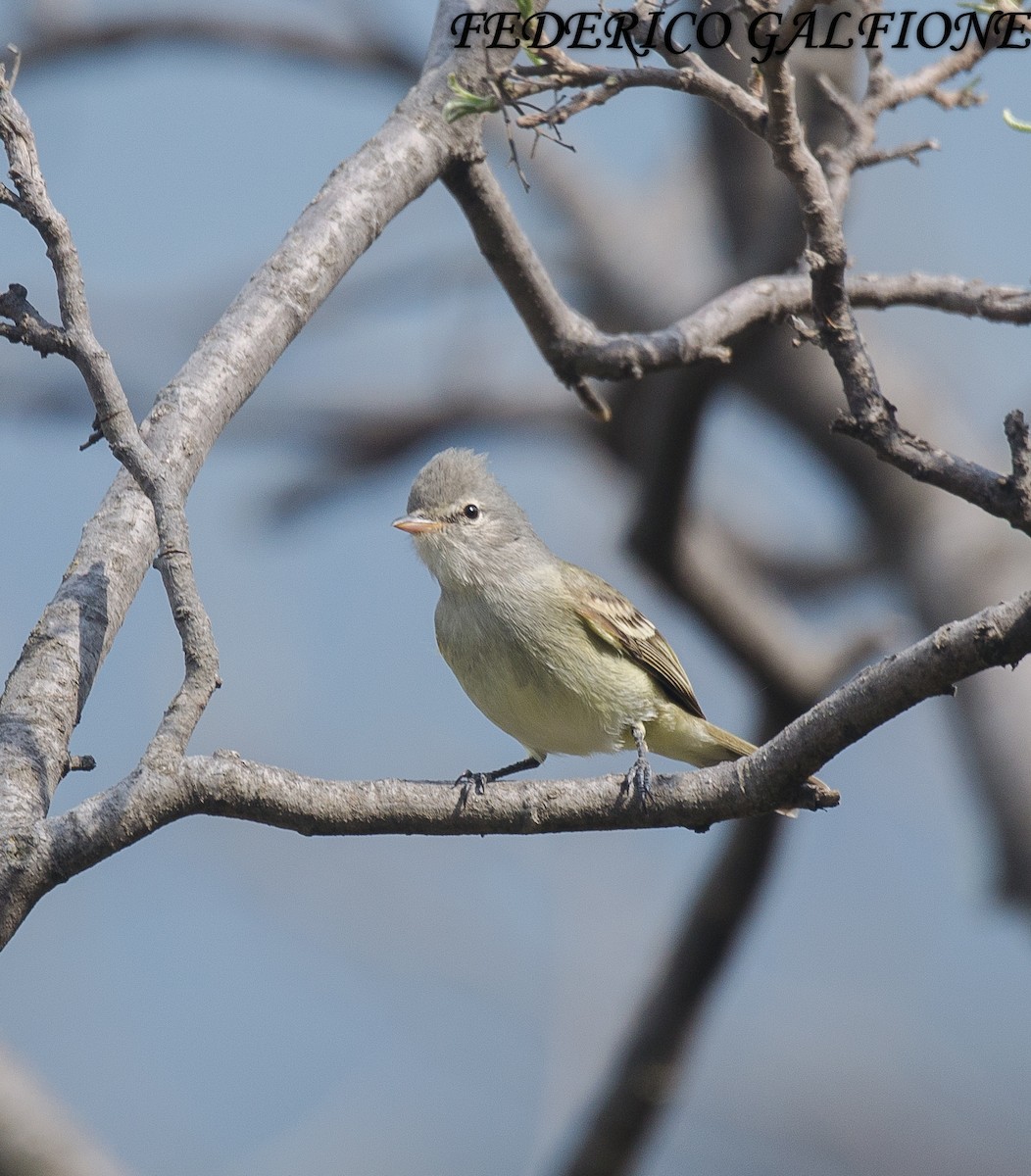 Mosquerito Silbón - ML636630422
