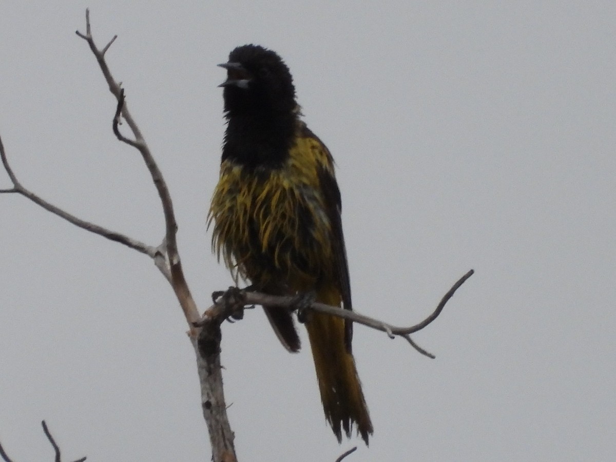Scott's Oriole - ML636630480