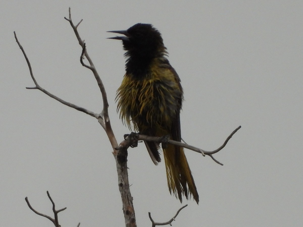 Scott's Oriole - ML636630481