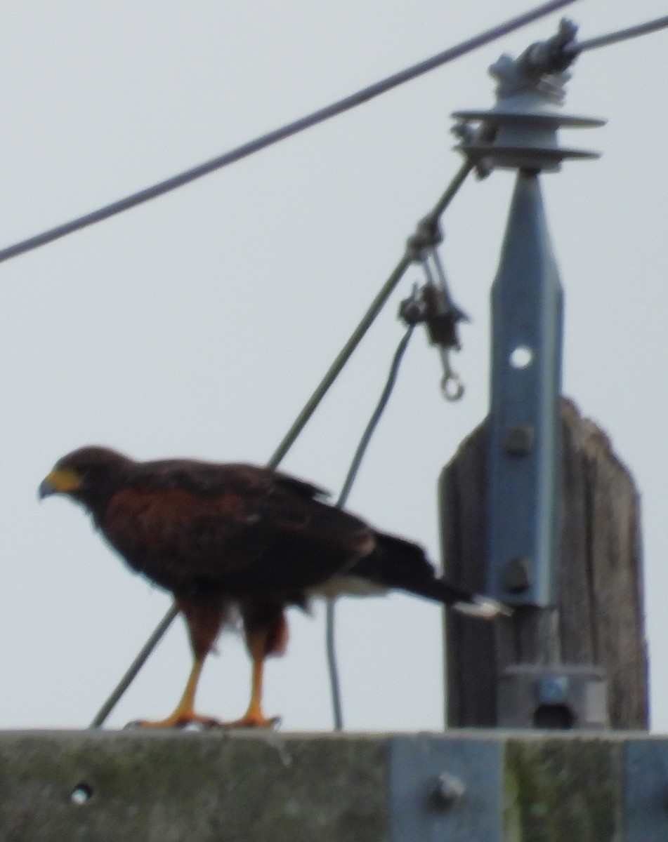 Harris's Hawk - ML636630515