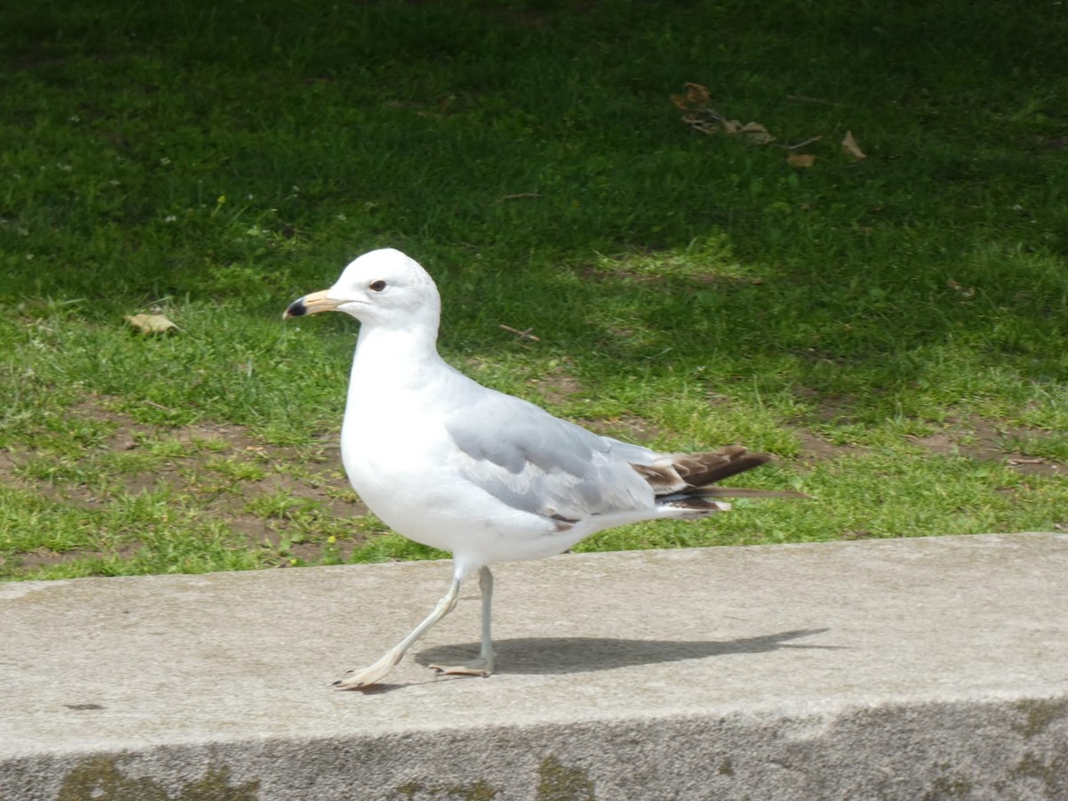 Ring-billed Gull - ML636630518