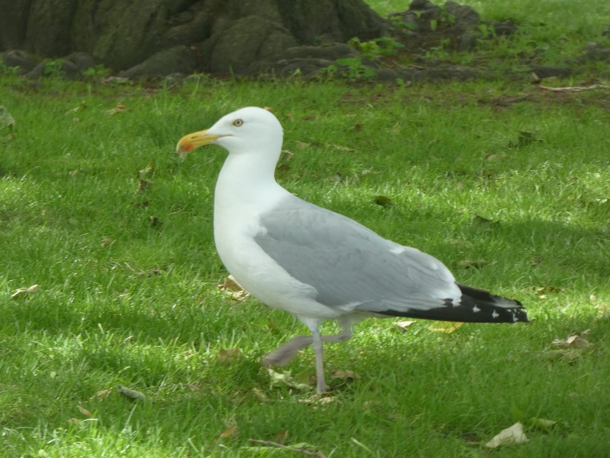 American Herring Gull - ML636630519