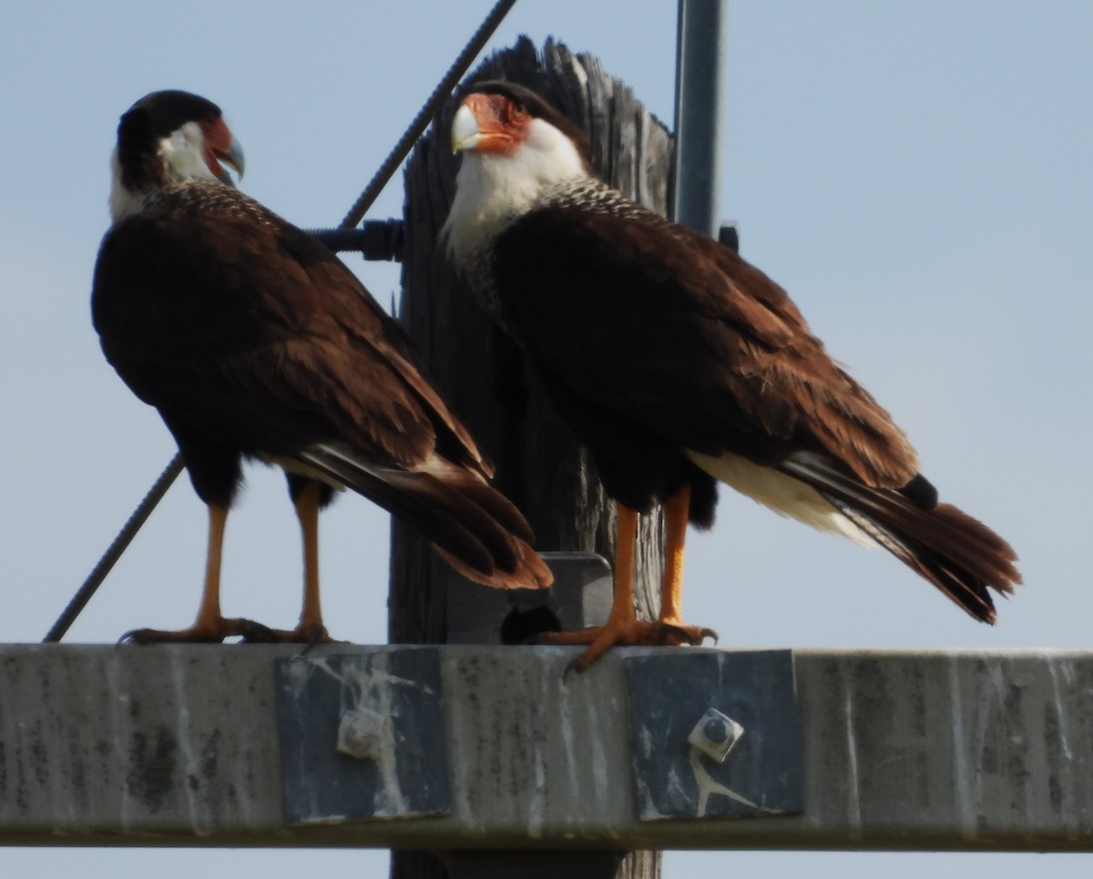 Crested Caracara - ML636630524