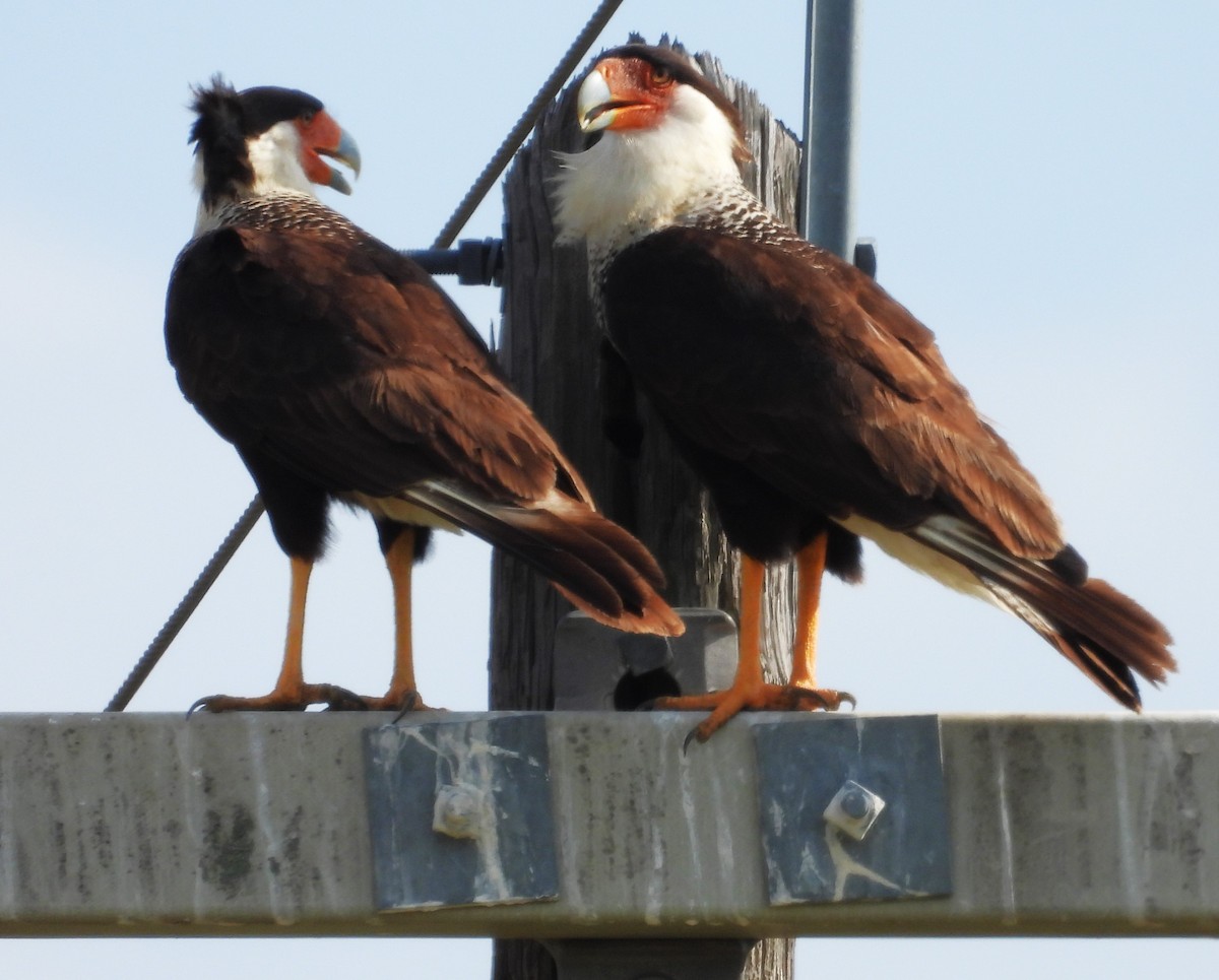 Crested Caracara - ML636630525