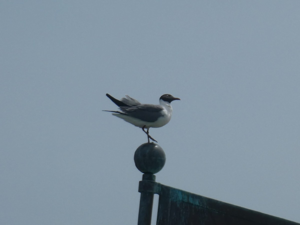 Laughing Gull - ML636630557