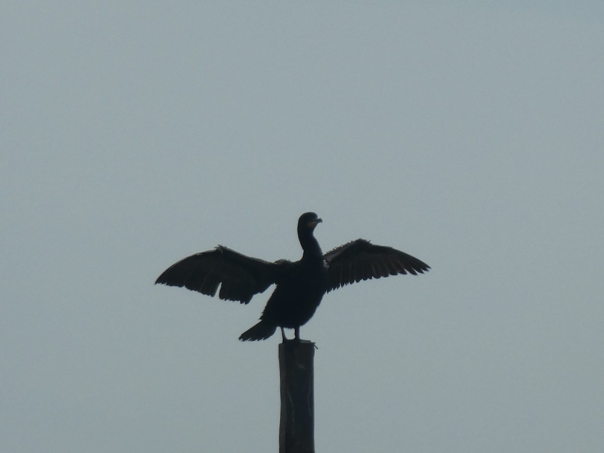 Double-crested Cormorant - ML636630579