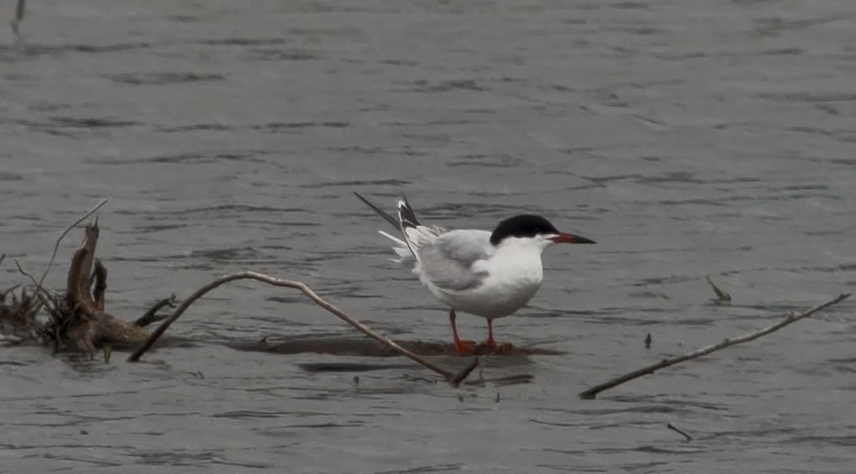 Common Tern - ML636630616