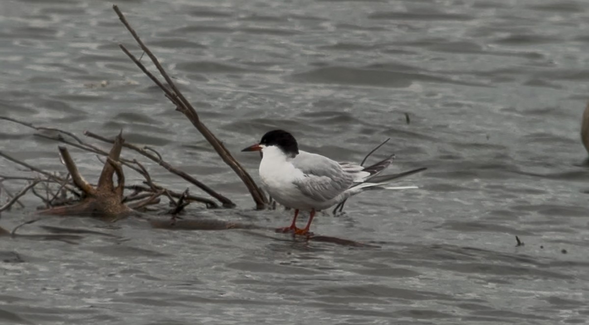 Common Tern - ML636630618