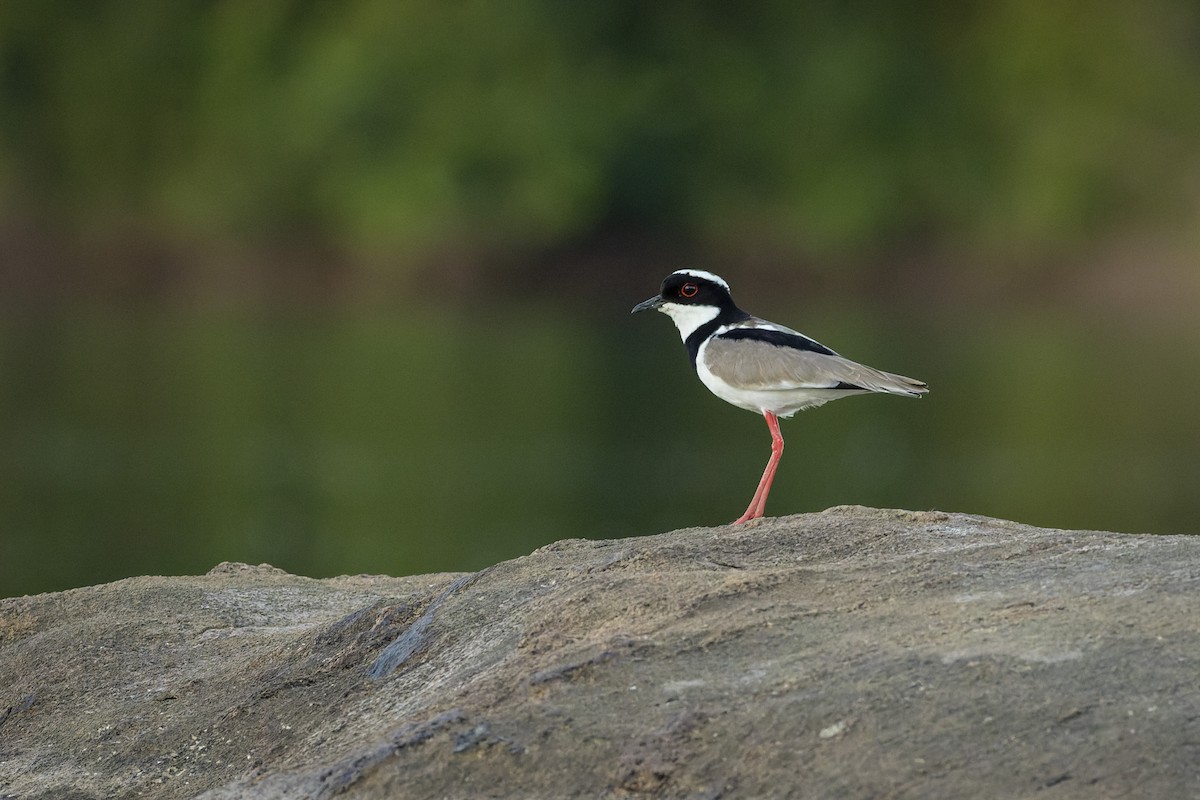 Pied Plover - ML636630641
