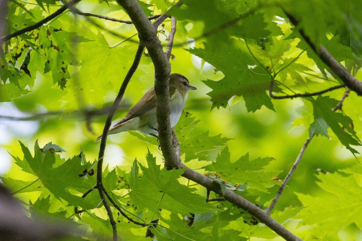 Viréo aux yeux rouges - ML636630800