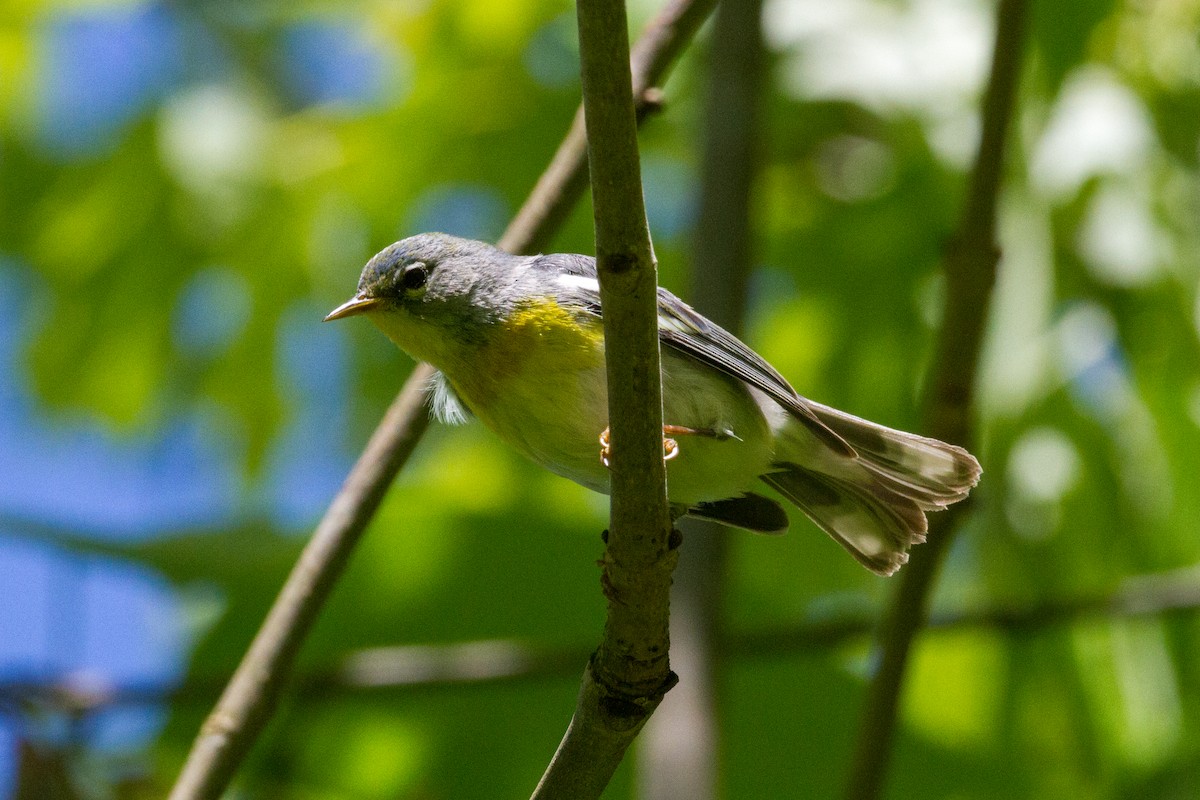 Paruline à collier - ML636630835