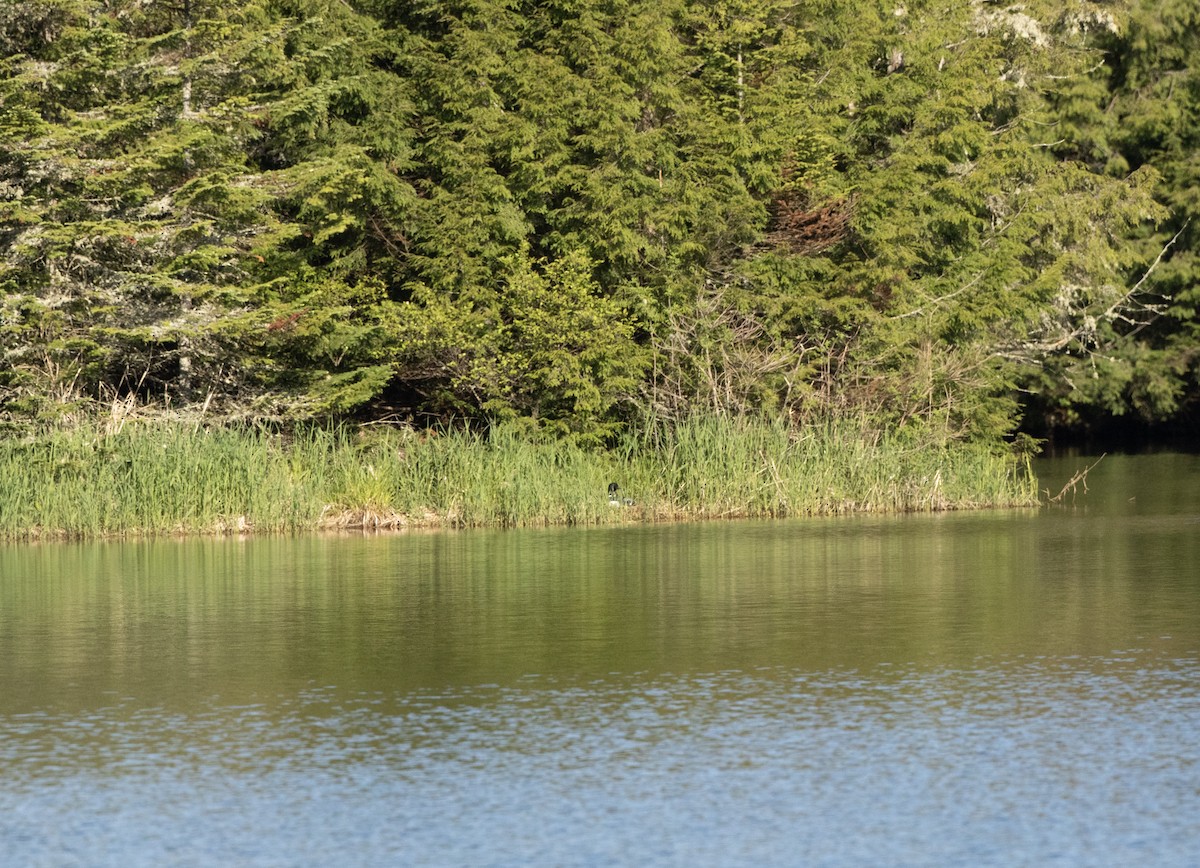 Plongeon huard - ML636630894