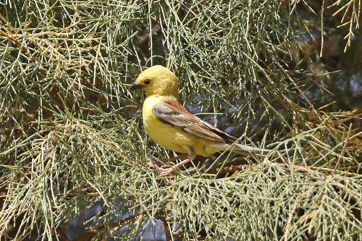 Sudan Golden Sparrow - ML636630953