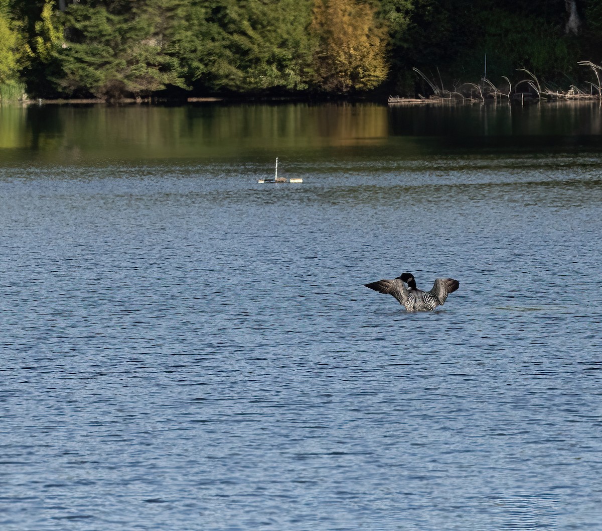 Plongeon huard - ML636630991