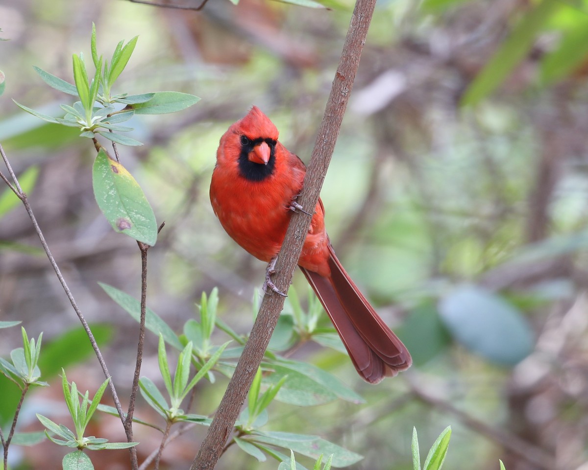 Cardenal Norteño - ML636631047
