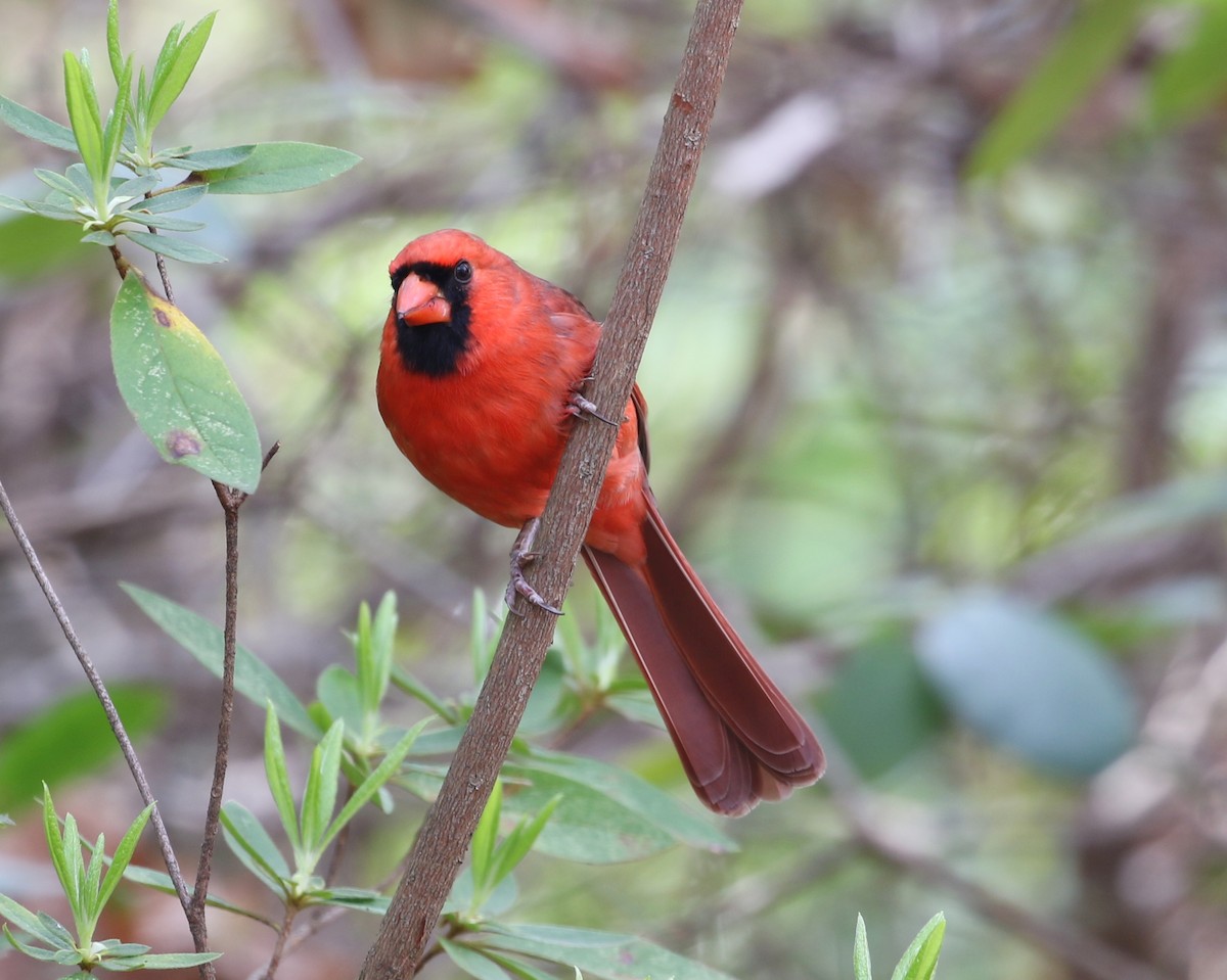 Cardenal Norteño - ML636631058