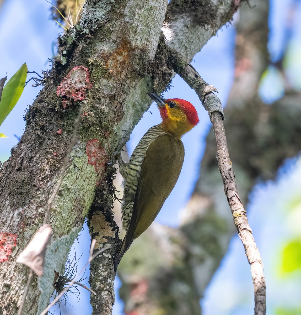 Yellow-throated Woodpecker - ML636631155