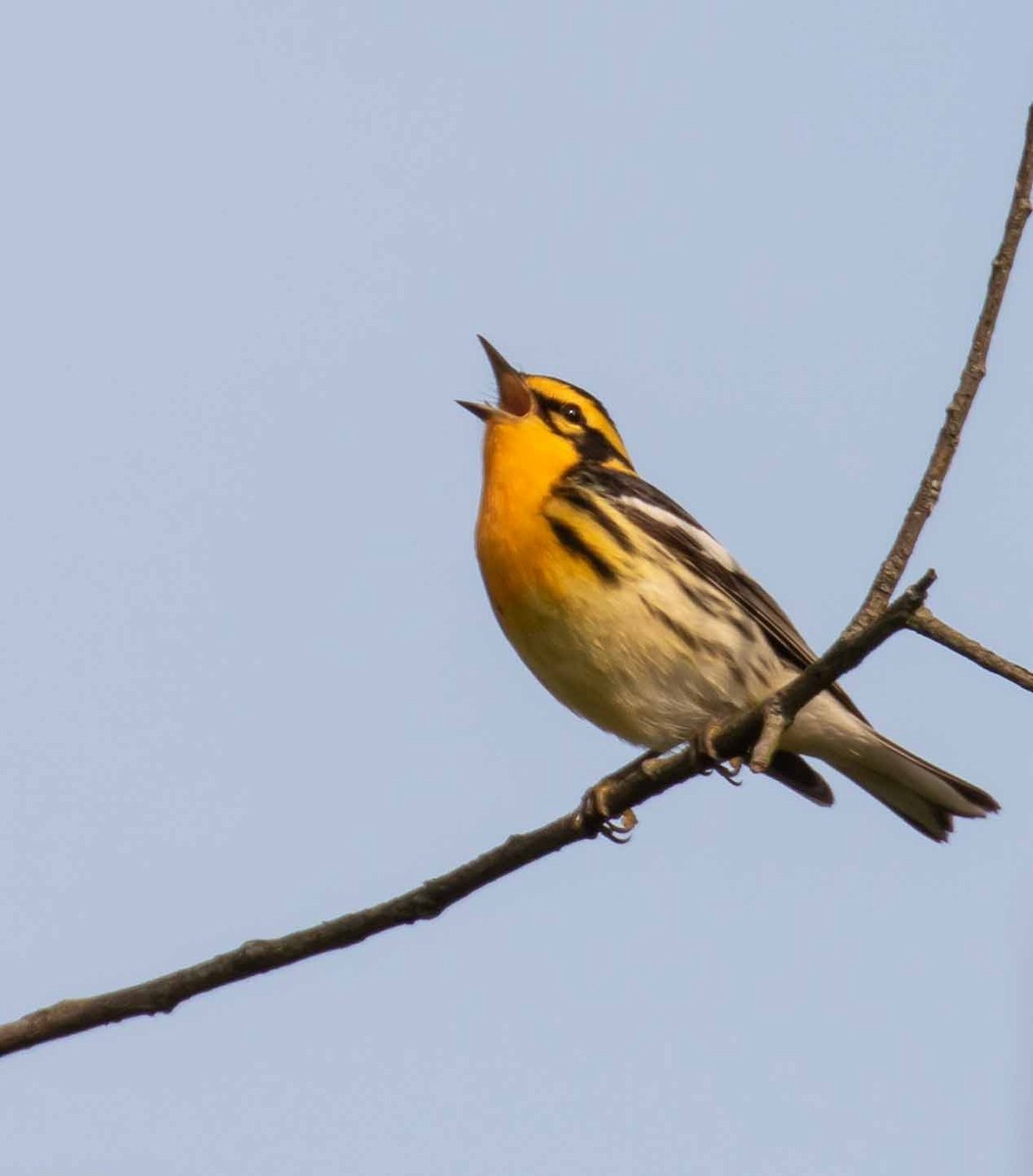 Blackburnian Warbler - ML636631168