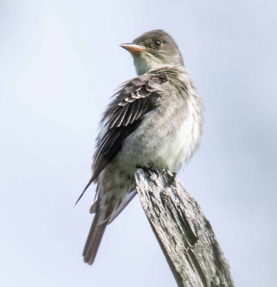 Olive-sided Flycatcher - ML636631198