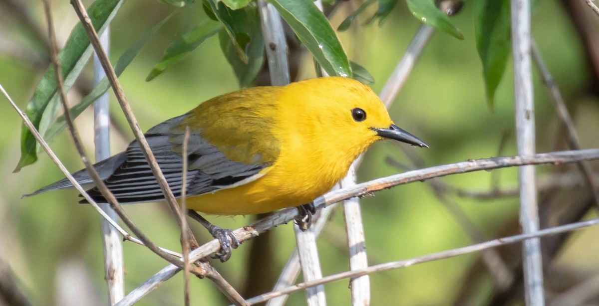 Prothonotary Warbler - ML636631250