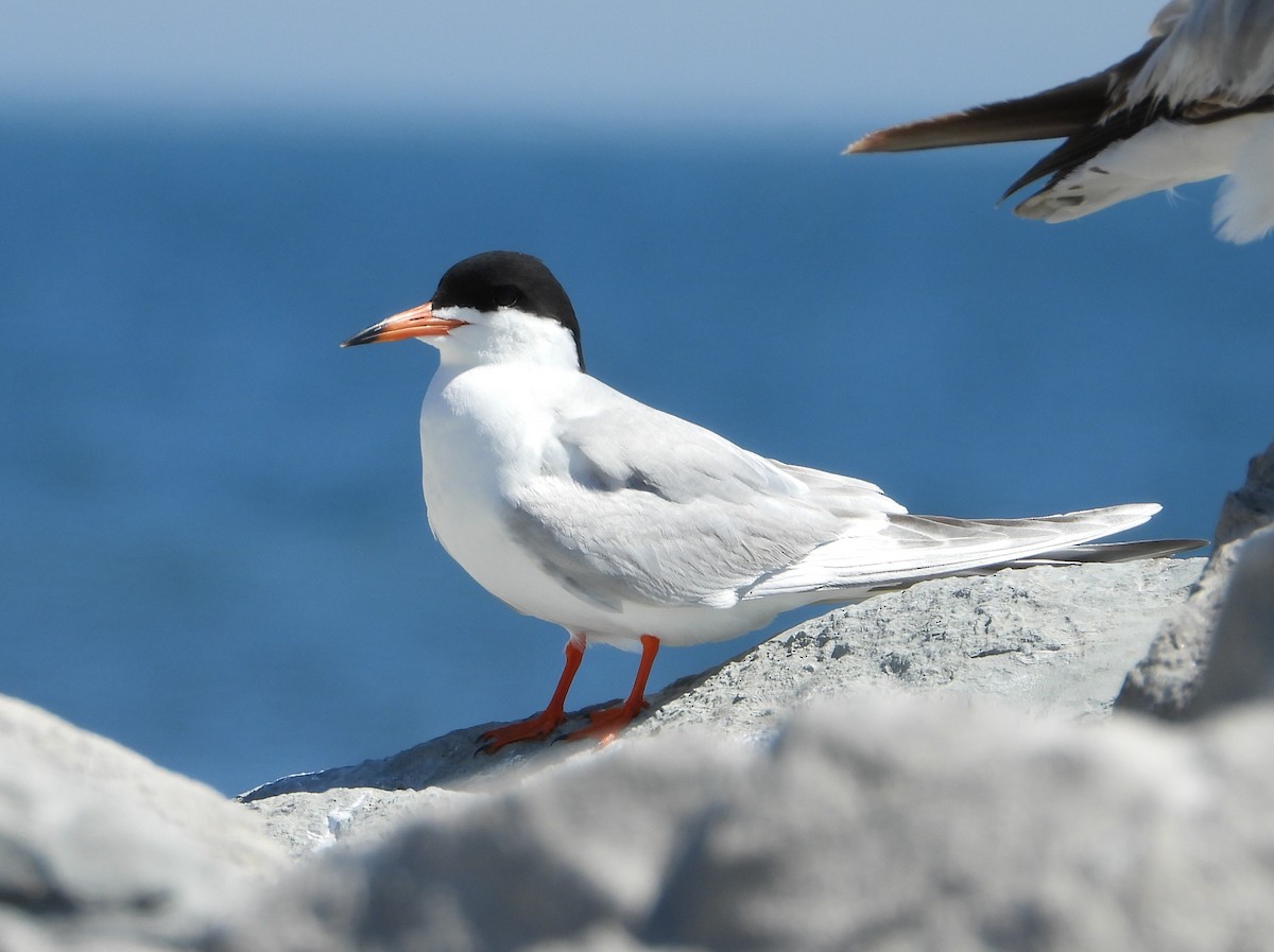 Forster's Tern - Steph Foraker