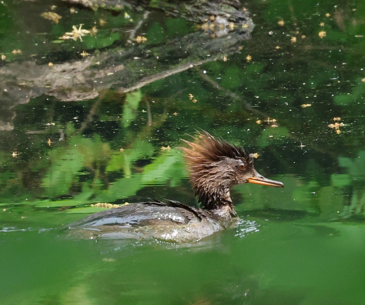 Hooded Merganser - ML636631295