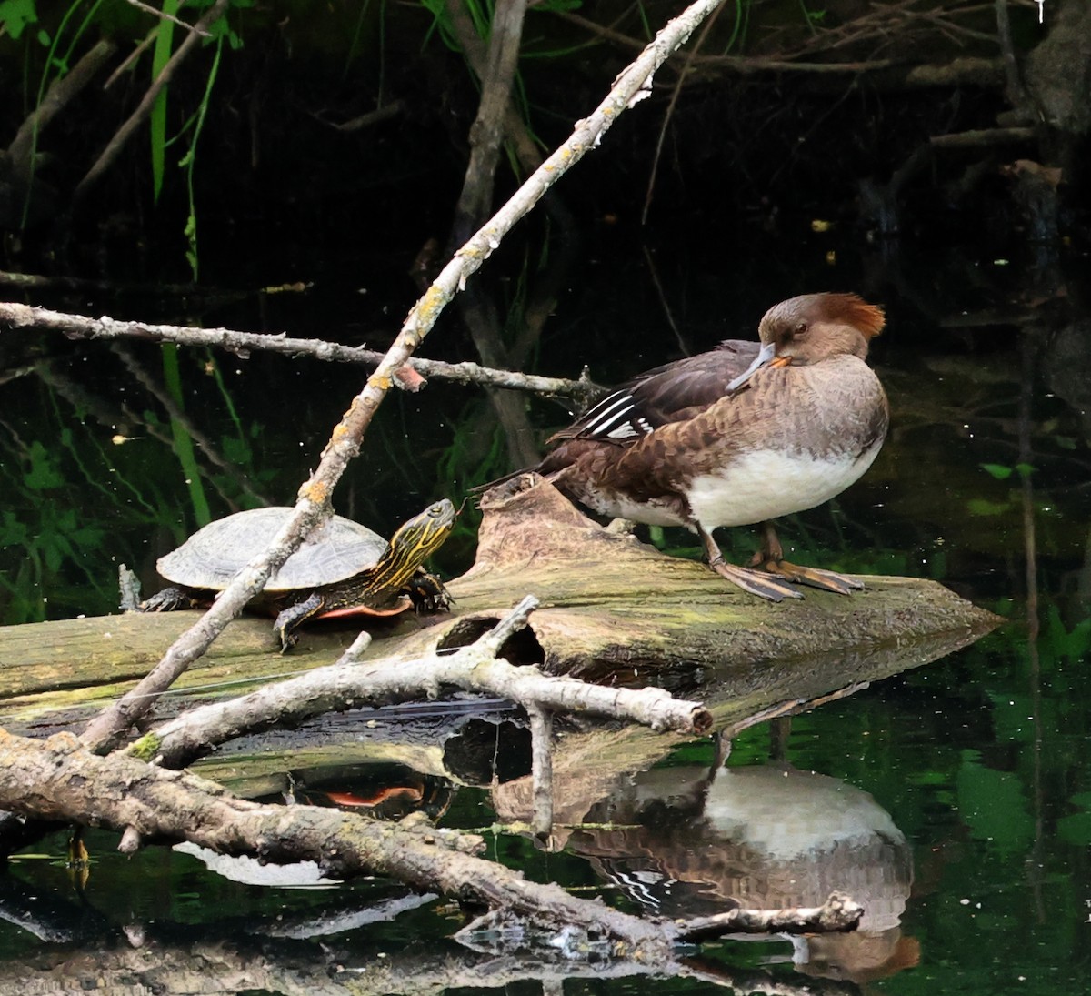 Hooded Merganser - ML636631296