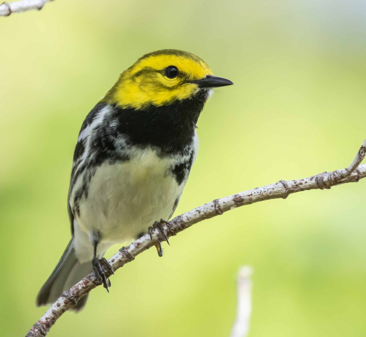 Black-throated Green Warbler - ML636631314