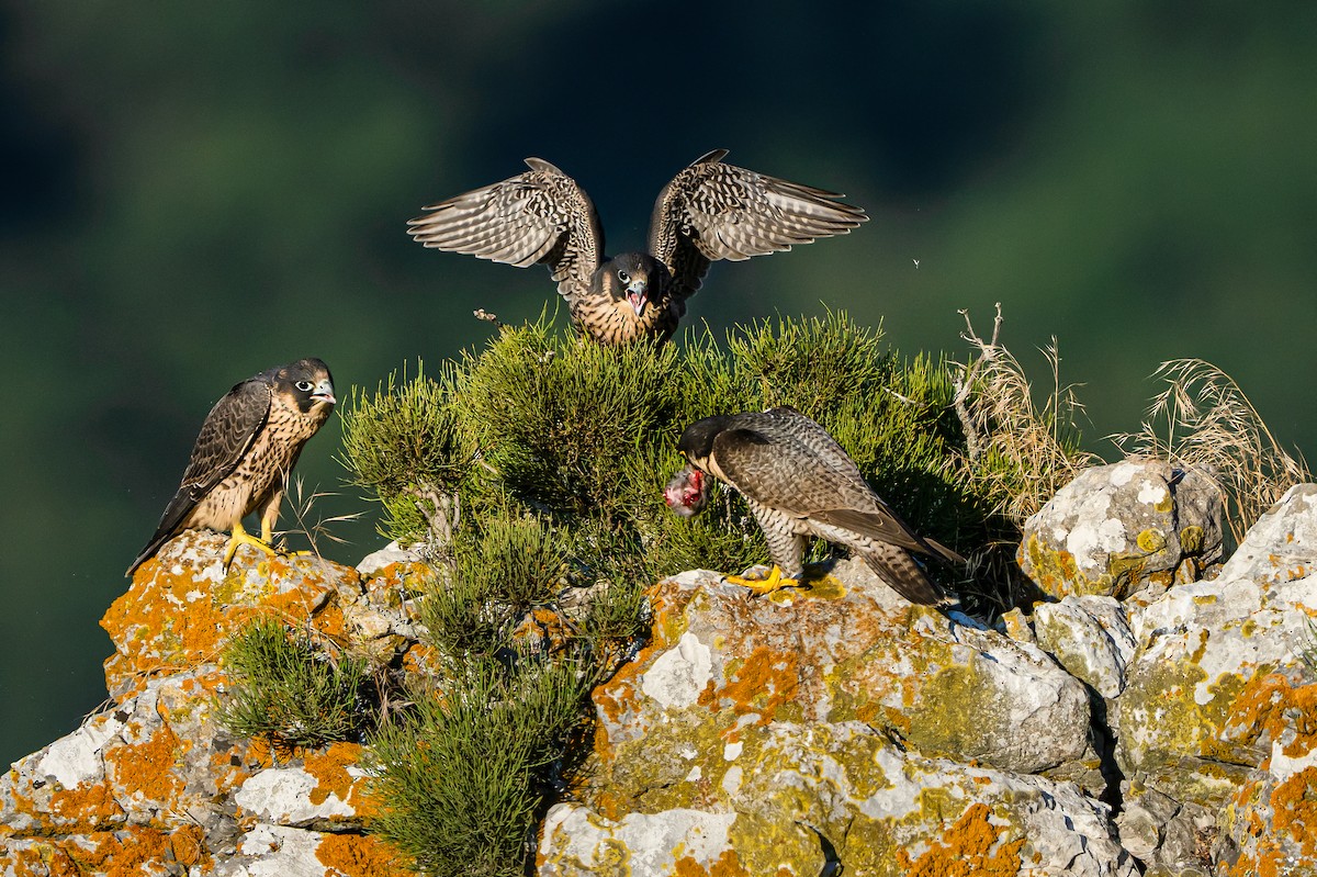 Halcón Peregrino - ML636631320