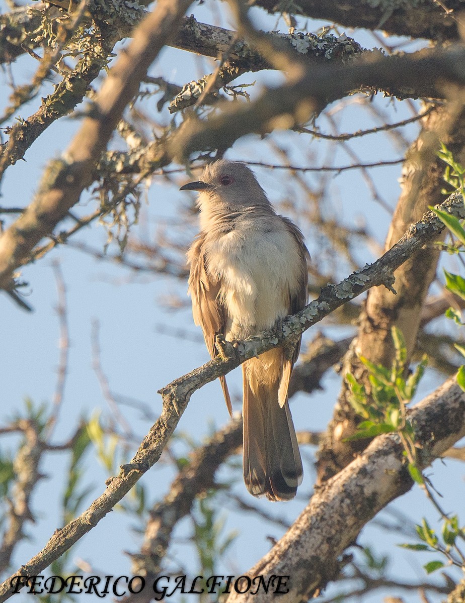 Ash-colored Cuckoo - ML636631328