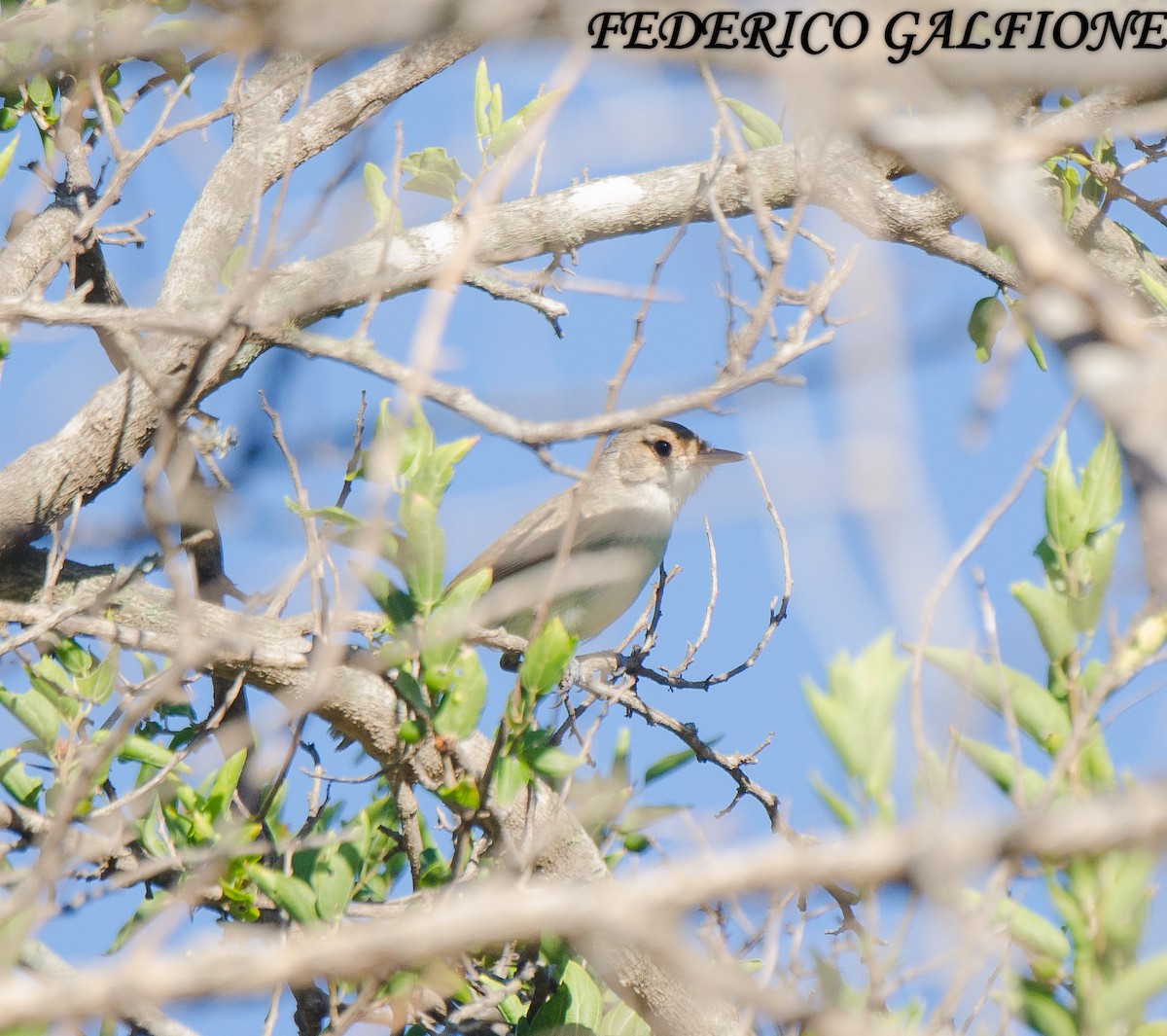 Fulvous-crowned Scrub-Tyrant - ML636631369