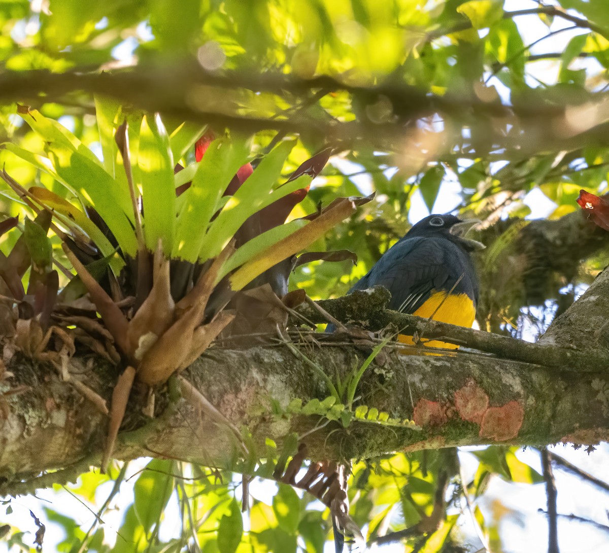 Green-backed Trogon - ML636631387
