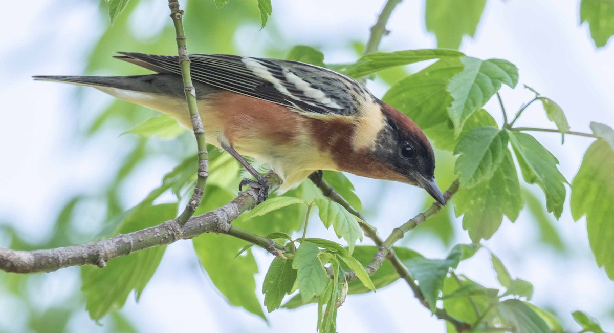 Bay-breasted Warbler - ML636631388