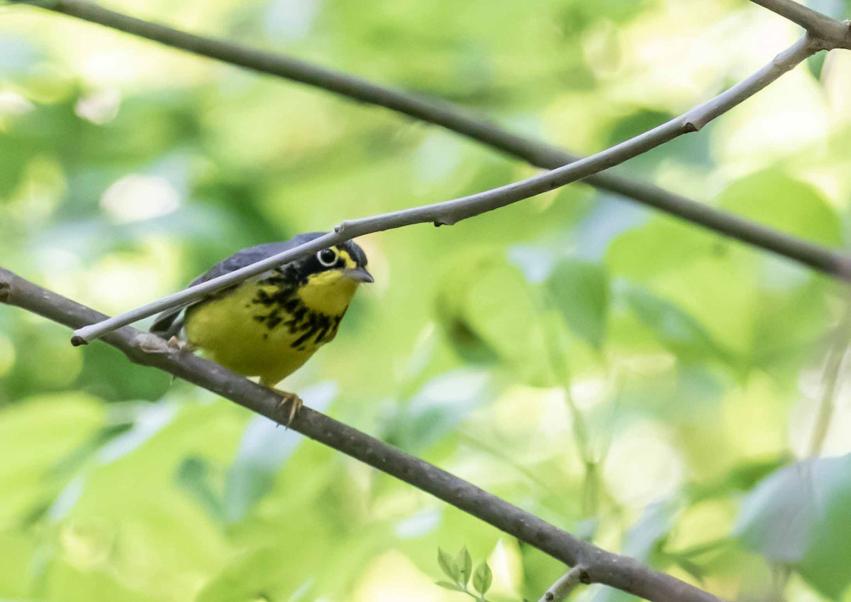 Canada Warbler - ML636631456