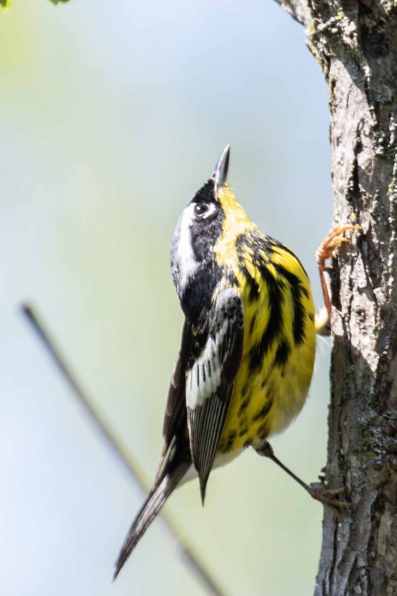 Magnolia Warbler - ML636631516