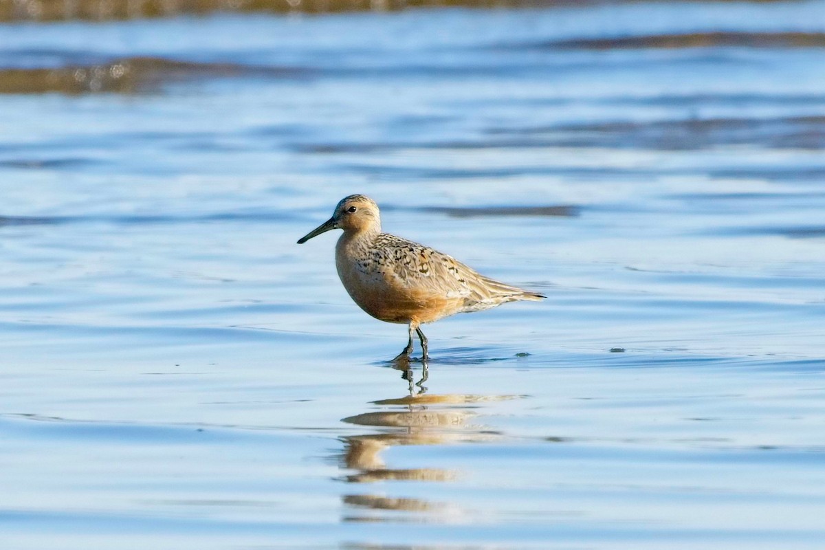 jespák rezavý - ML636631554