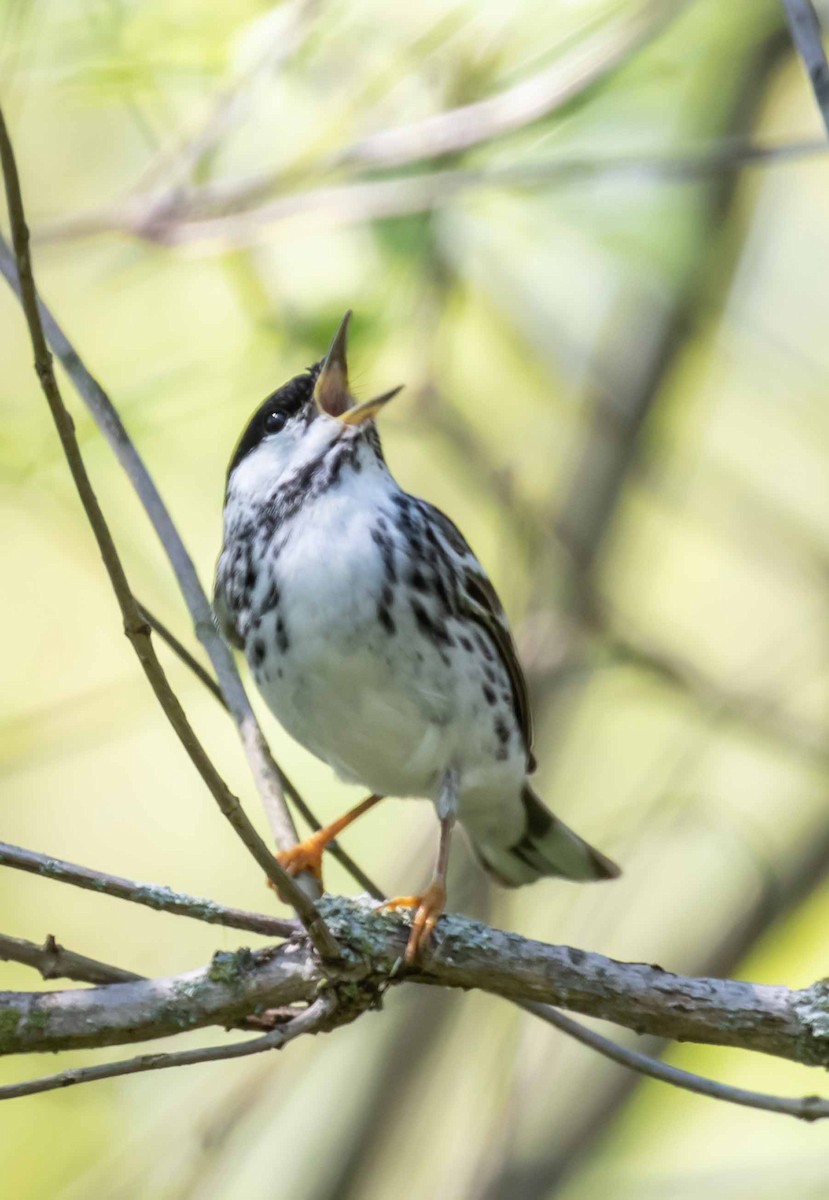 Blackpoll Warbler - ML636631587