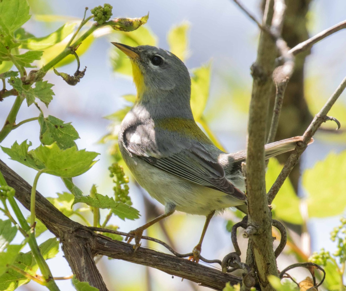Northern Parula - ML636631729