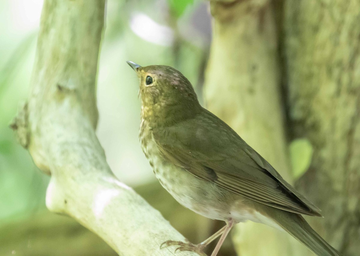 Swainson's Thrush - ML636631766