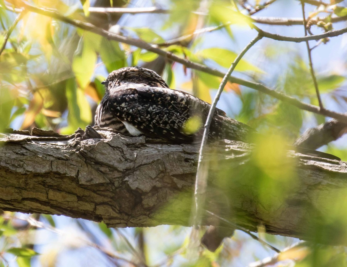 Common Nighthawk - ML636631802