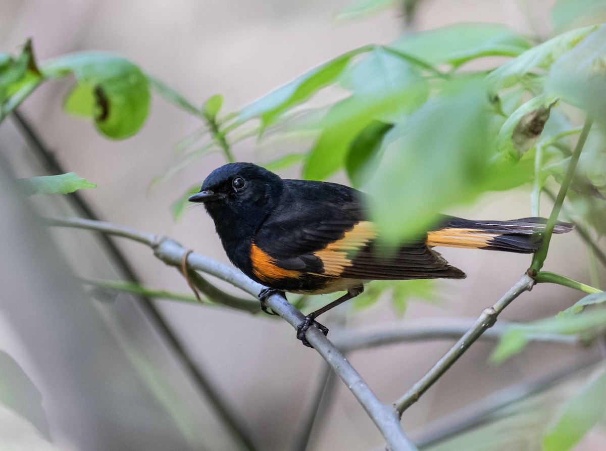American Redstart - ML636631864