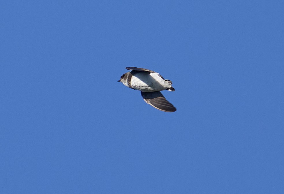 Bank Swallow - ML636632055