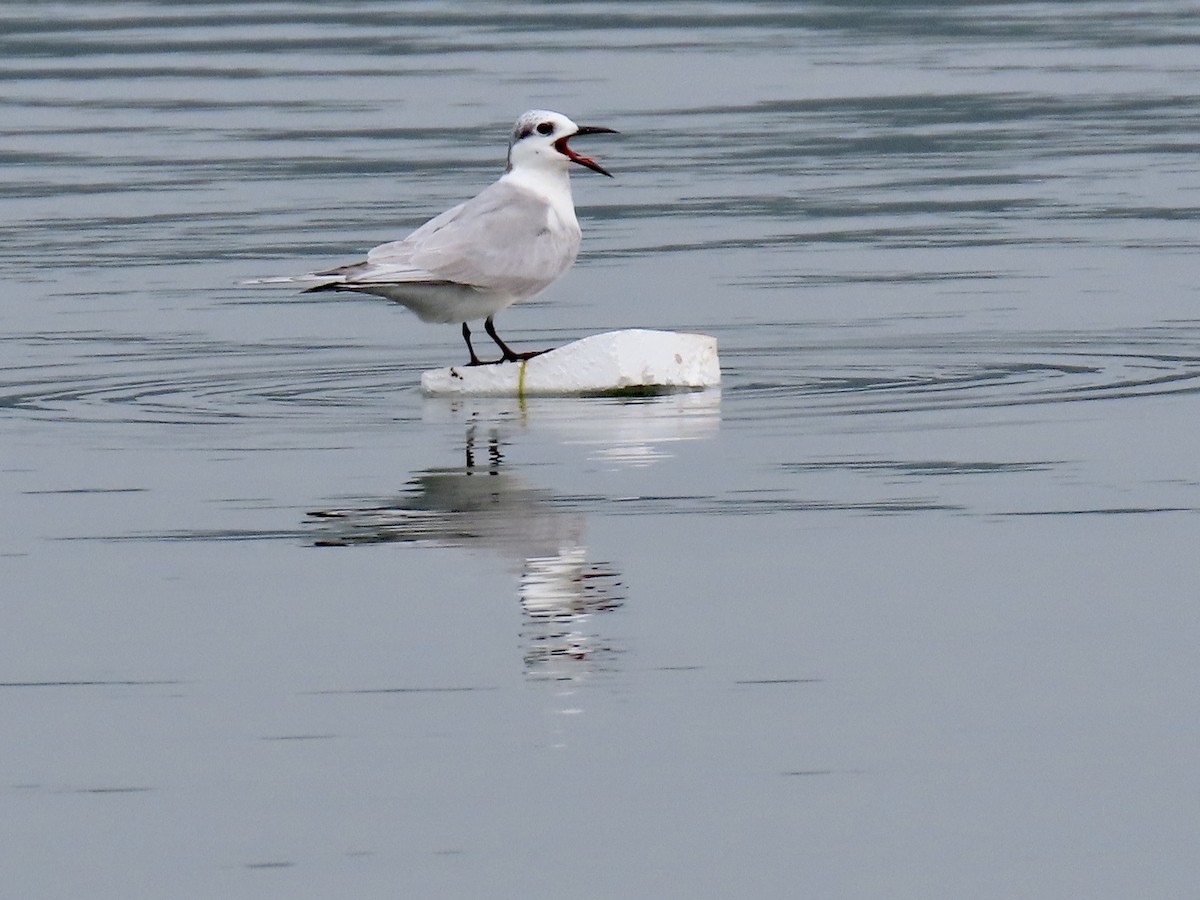 Whiskered Tern - ML636632110